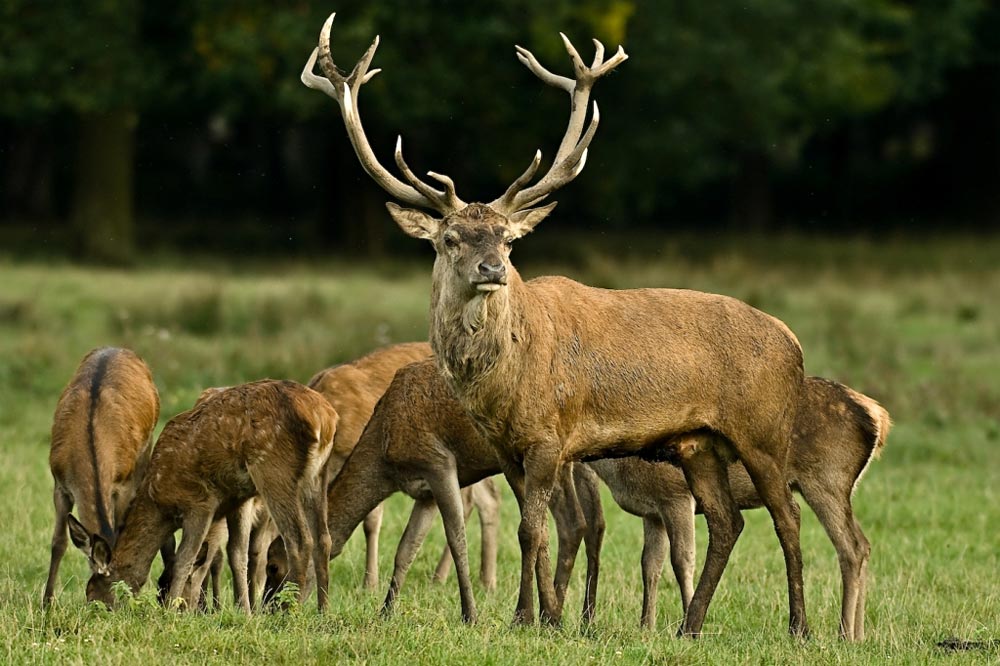 Wildpark Gerhard Wilst