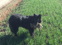 Hund Kanninchen Acker