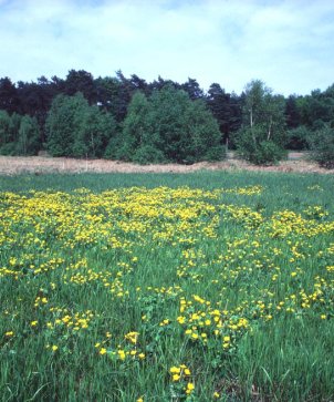 Am Rauhensee im Sommer