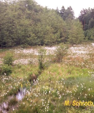 Blick in die Binsigwiese im NSG Lauternsee