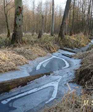 Auewald im Winter