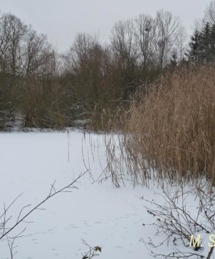 Rauhensee im Winter