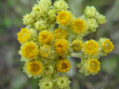 Sandstrohblume
