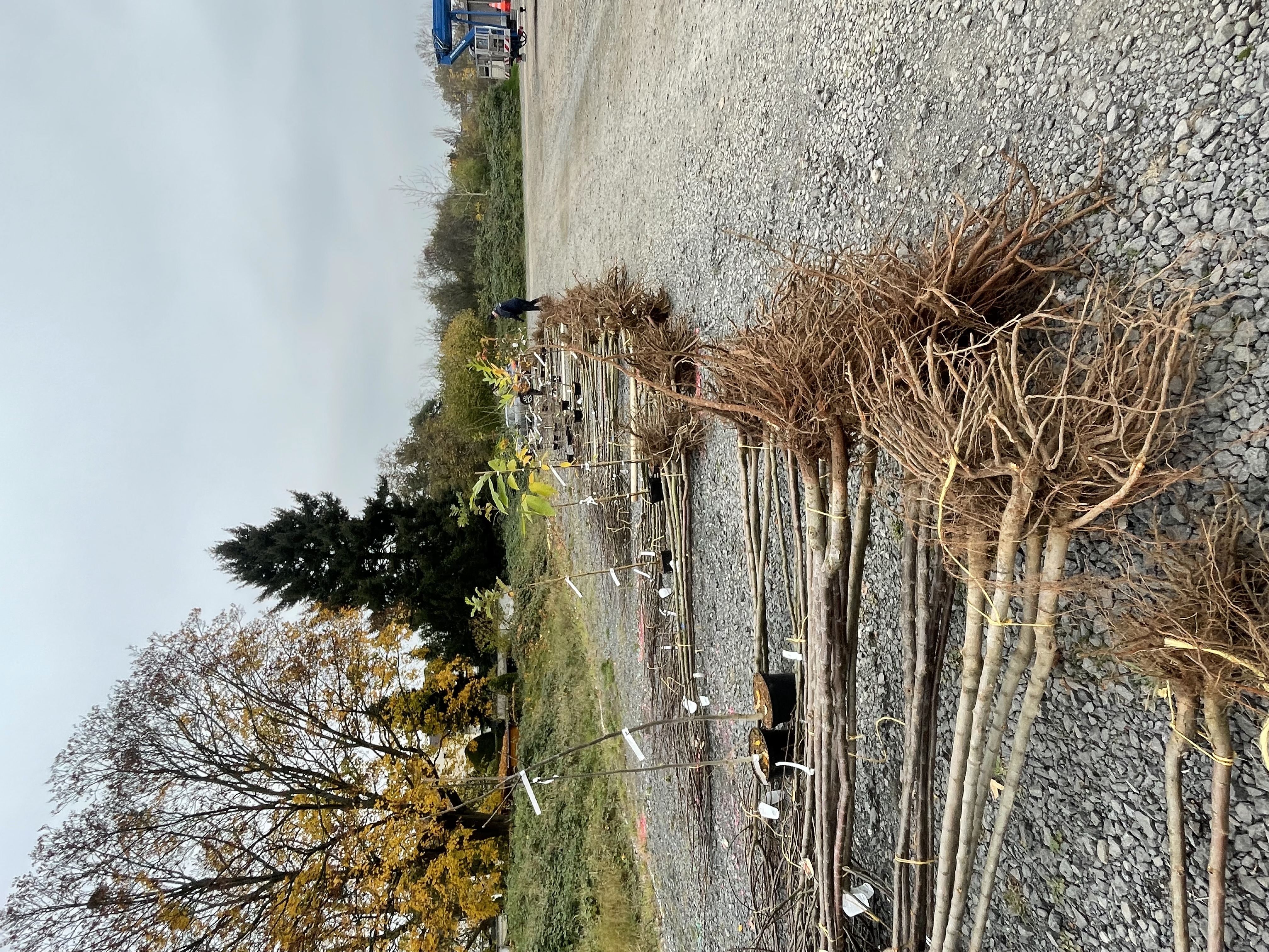 Obstbaum Bestellaktion Ausgabe