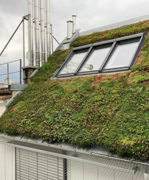 Klimaanpassung-dachbegruenung-schraegdach- C Gruenstattgrau