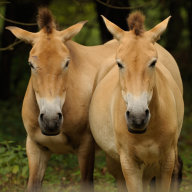 Großauheim-Wildpferde im Flora Fauna Habitat