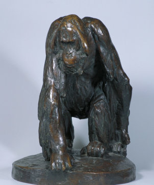 Orangutan