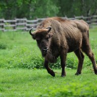 Wildpark Wisent Hoyer