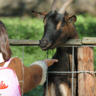 Wildpark Ziege 