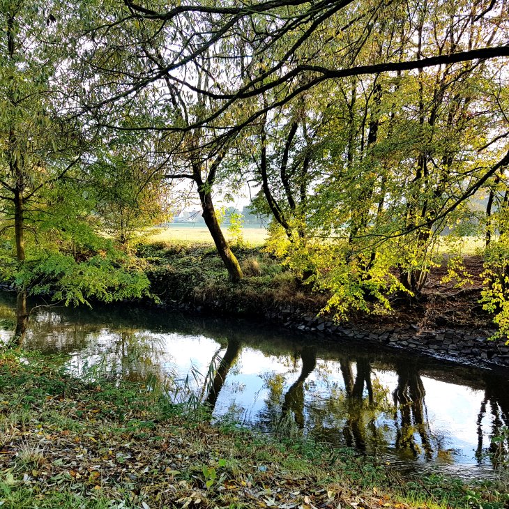 Blick durchs grüne auf die Kinzig