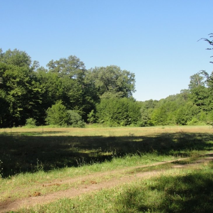 Hirzwald im Sommer