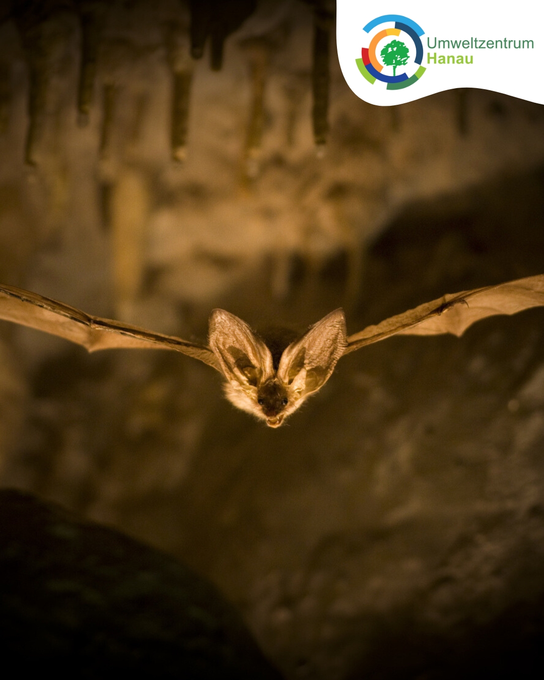 Fledermaus Cp