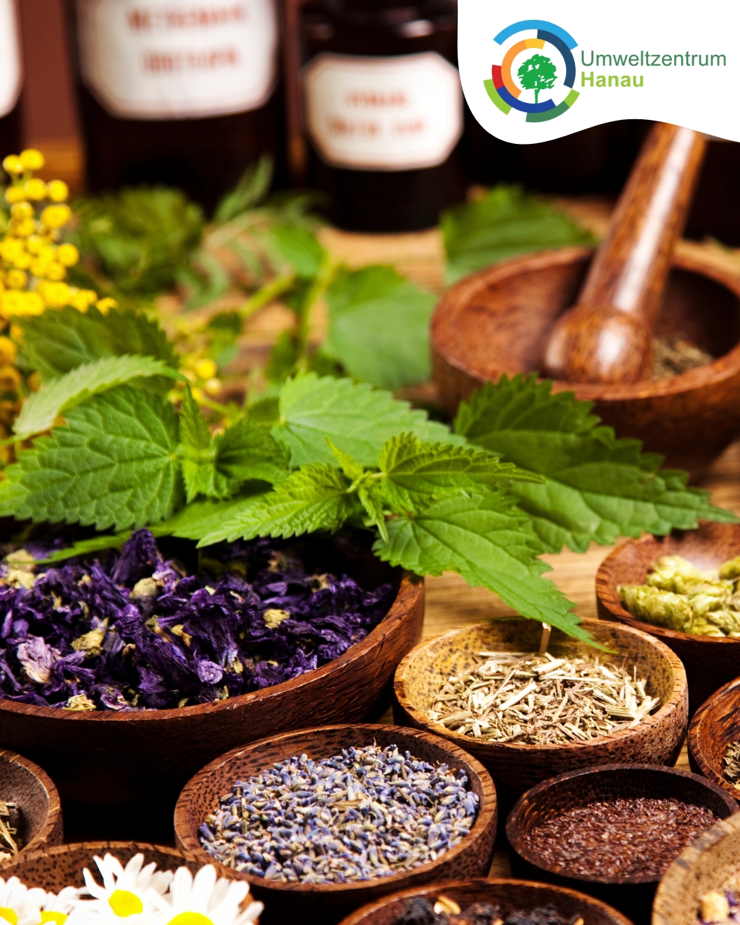 verschiedene Kräuter und getrocknete Blüten