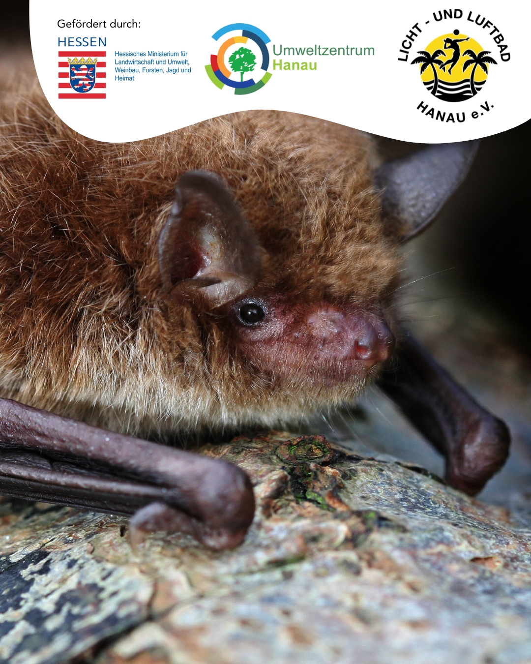 Heimat Der Fledermäuse Im Lilu Logo