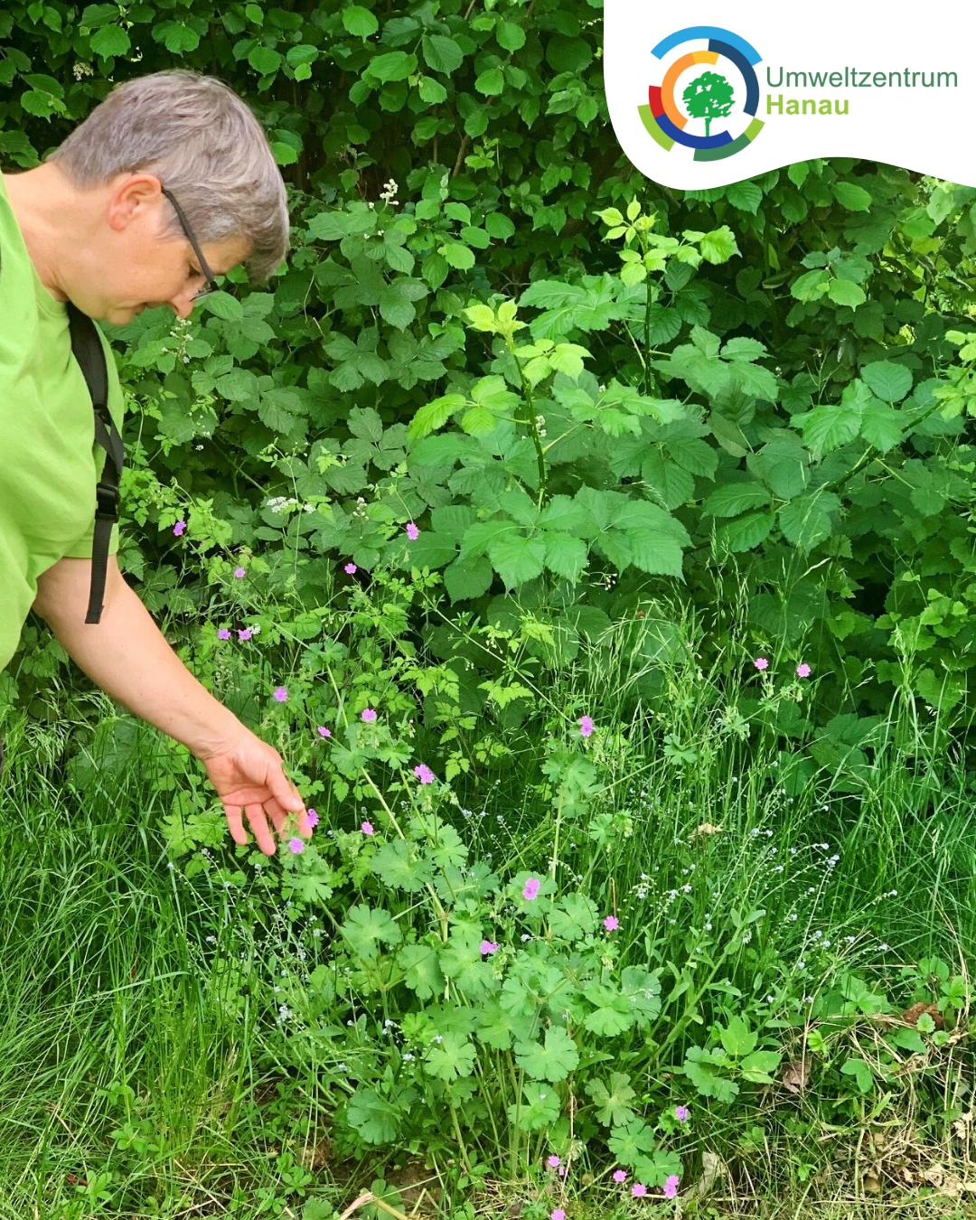 Kräuter-Kaiserteiche