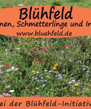 Blühfeld_Bild