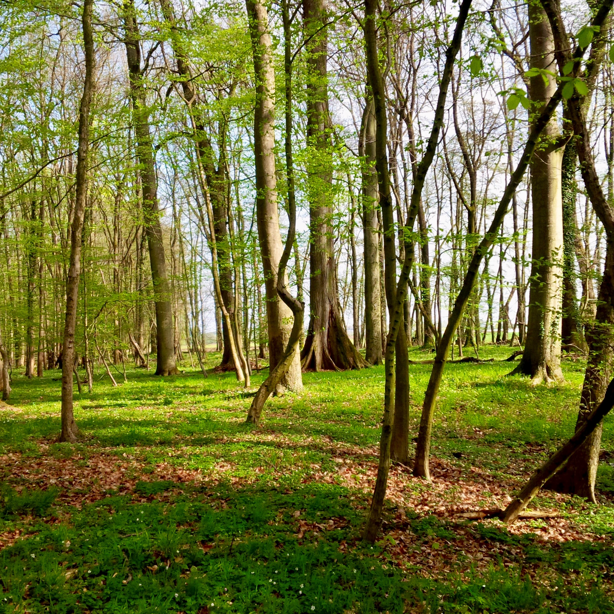 Natur Erleben Hirzwald