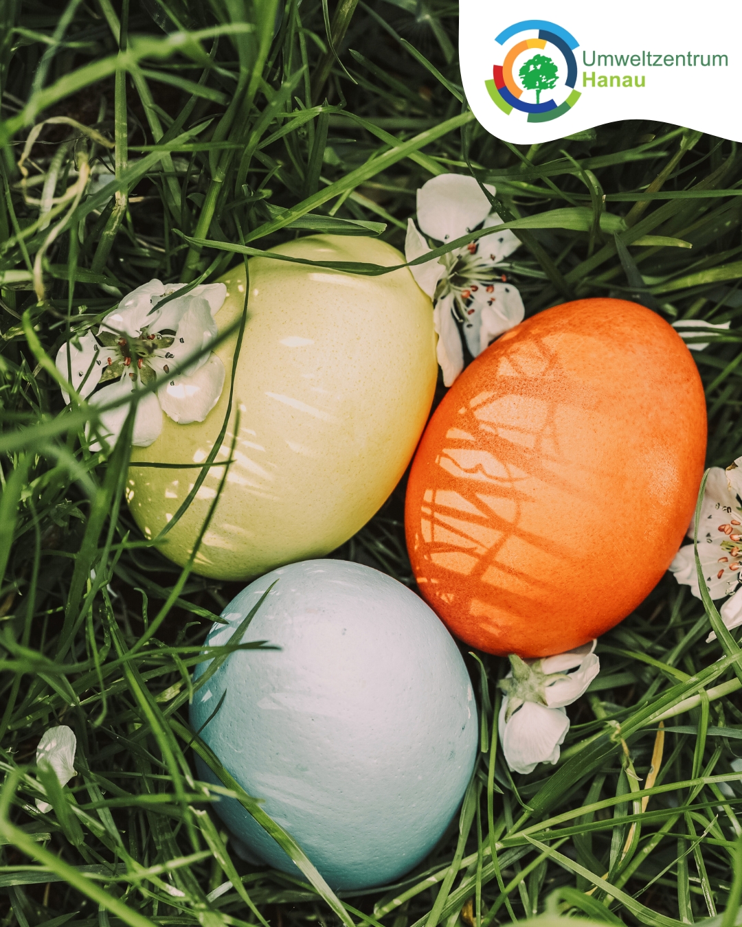 Ostereier Färben