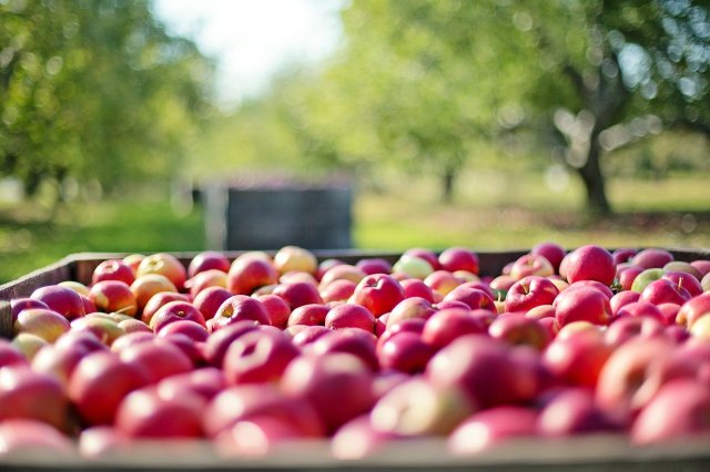 Apfel Jill Wellington From Pixabay