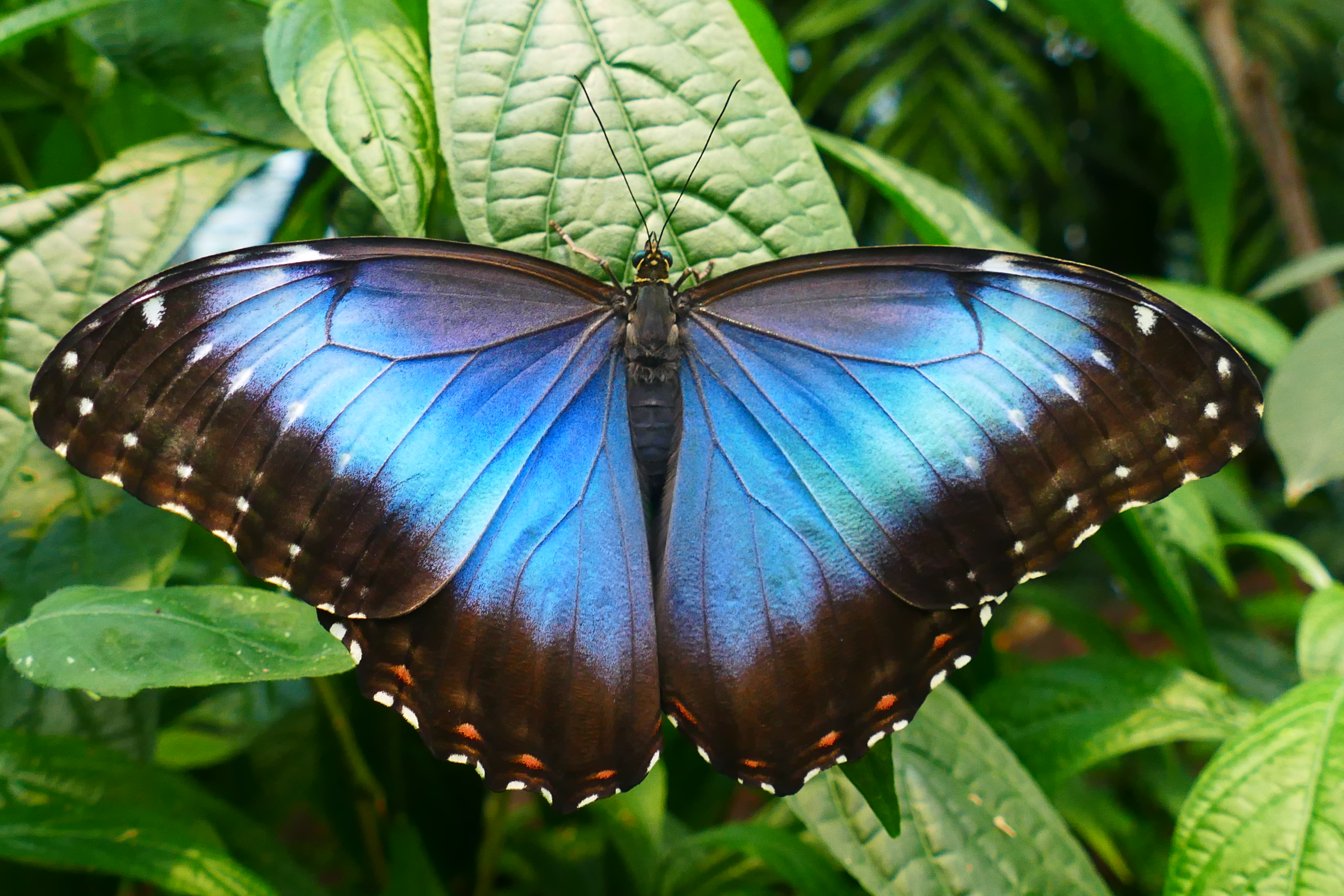 Himmelsfalter _morpho Peleides _© Dr. Hilke Steinecke