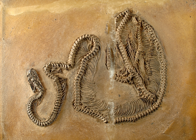 261005 Schlange Eoconstrictor Fischeri Aus Dem Eozanen Olschiefer Der Grube Messel C Senckenberg Forschungsinstitut Und Naturmuseum Frankfurt