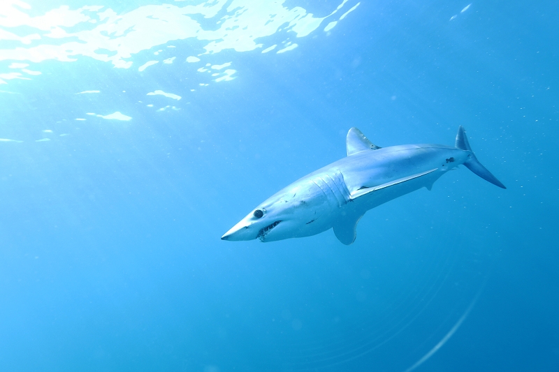 261118 Kurzflossen-mako Isurus Oxyrinchus C Enno Stiller