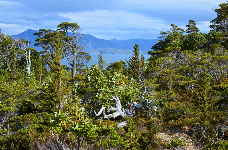 Monte Tarn - Wald Mit Magellan-sudbuche Chilenischer Flusszeder Und Magellanscher Winterrinde 