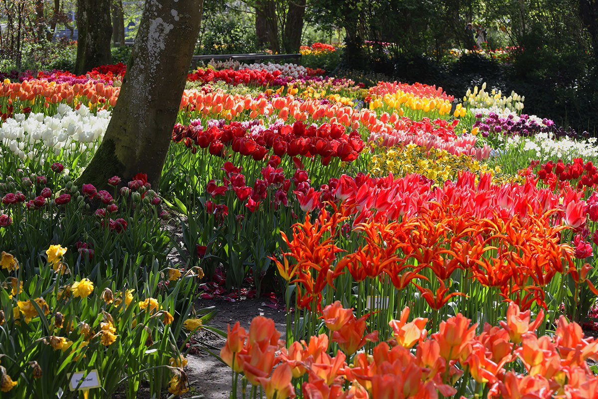 Poldertuin, ein Frühlingsblumenpark in Anna Paulowna, Nord-Holland © Dr. Hilke Steinecke